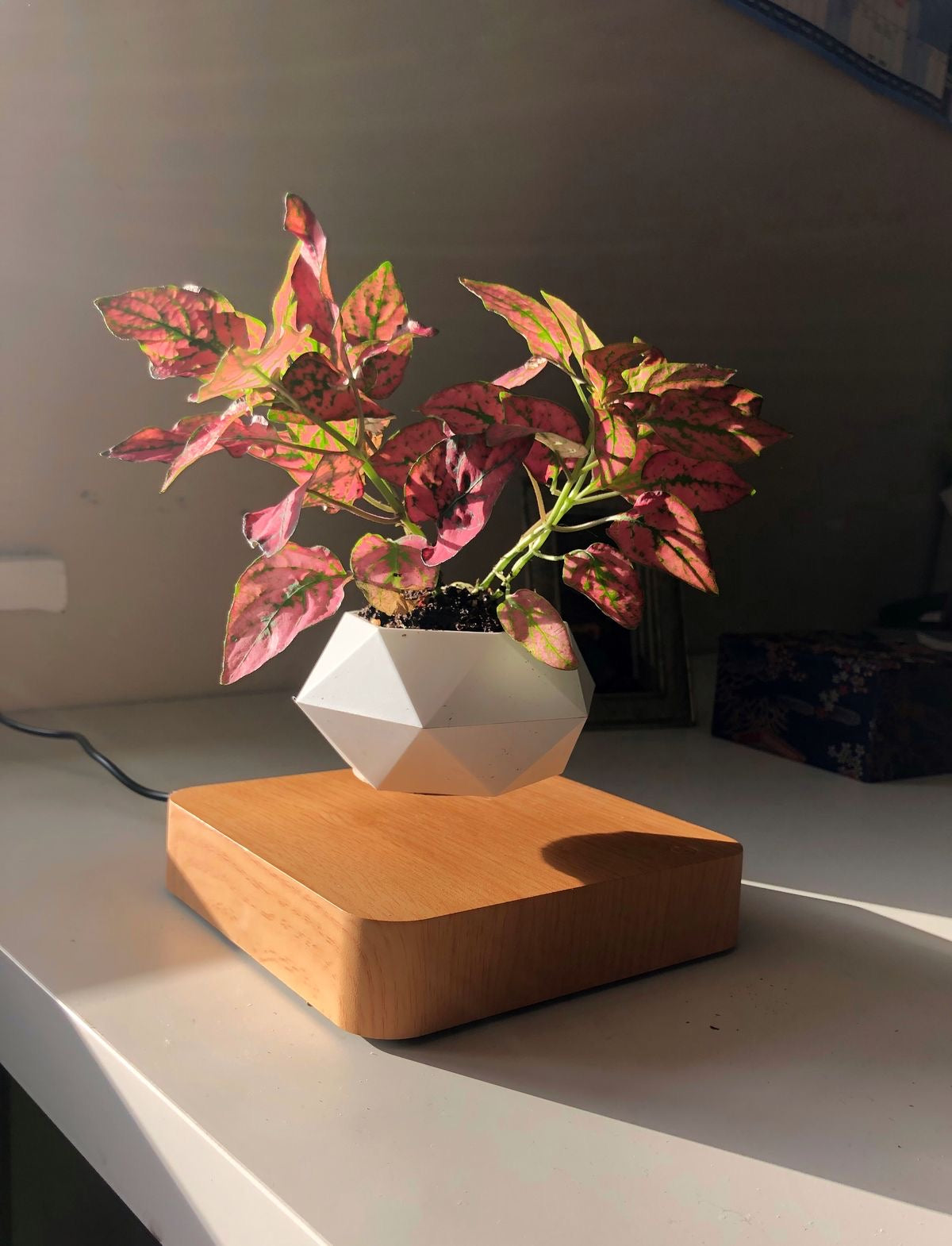 Levitating Flower Pot