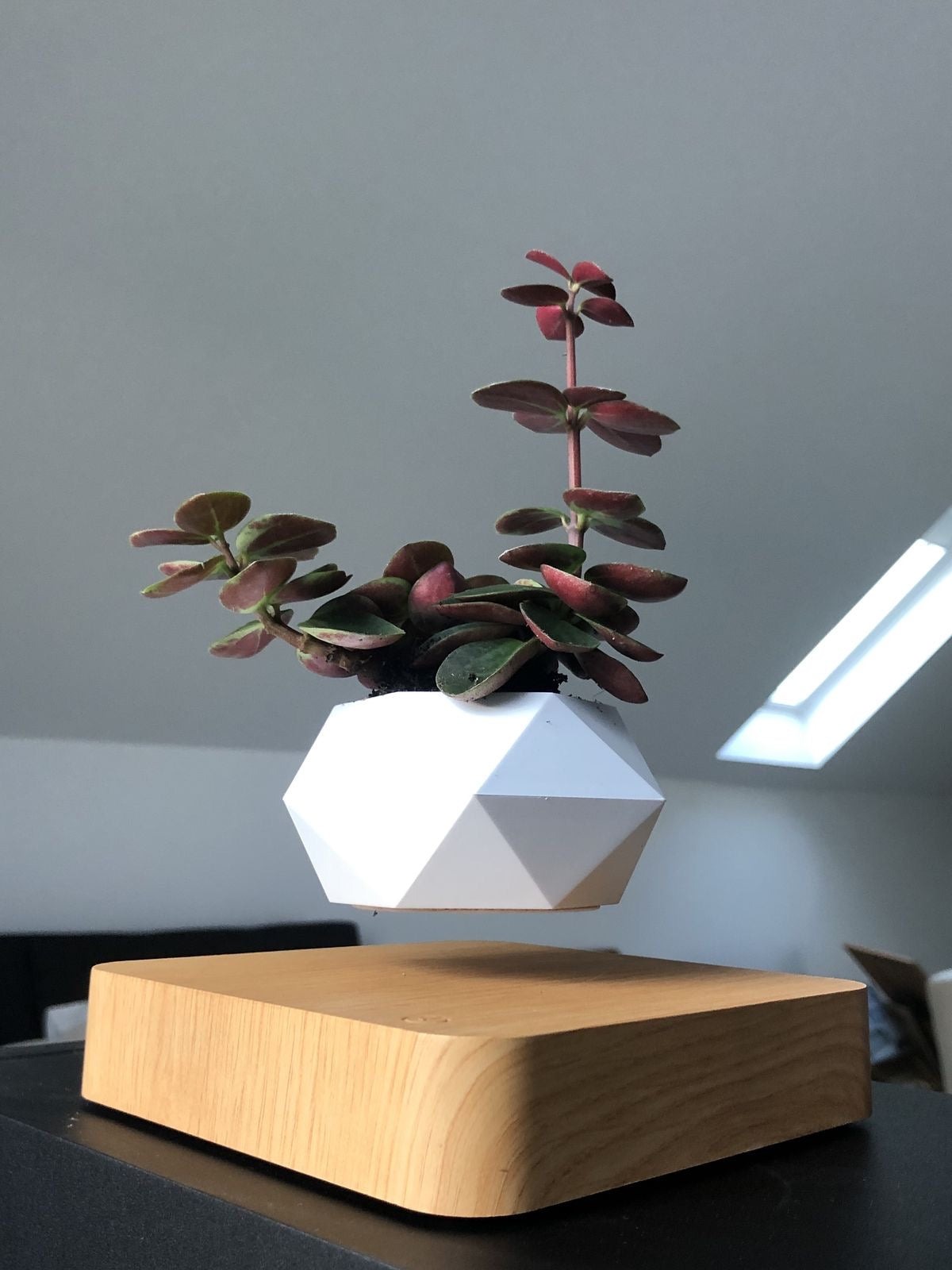 Levitating Flower Pot